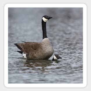 Mating Canada Geese Sticker